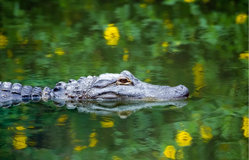 Things to Do in Everglades National Park | Frommer's